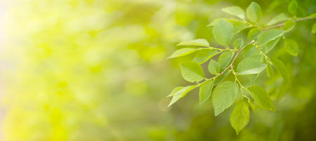 spring banner background branch with leaves