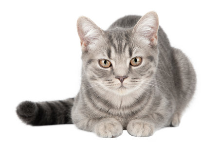 gray tabby cat lies isolatedの写真素材