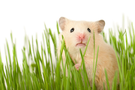 cute brown hamster sitting in the grass looking straight aheadの写真素材