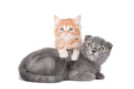 two kittens orange and gray isolatedの写真素材