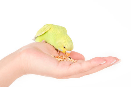 a green parrot sits on a hand eats grainsの写真素材