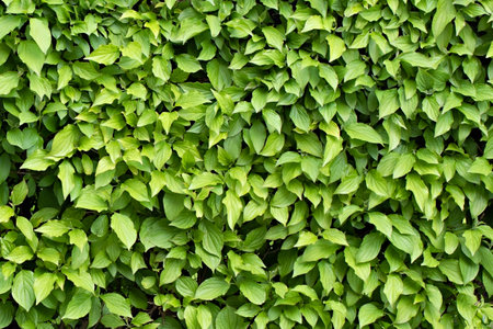 background leaves green close upの写真素材