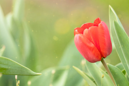 close up spring flowers tulips
