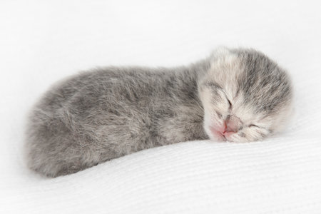 small newborn gray Scottish kitten on a light backgroundの写真素材