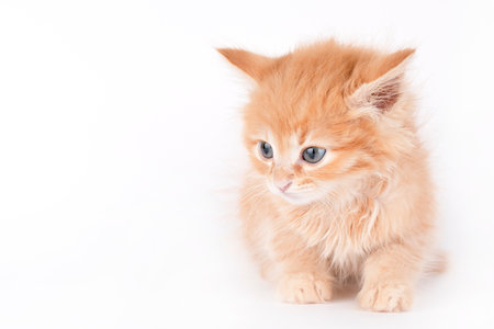 small fluffy red kitten on a light backgroundの写真素材