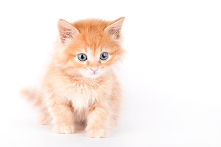 small fluffy red kitten on a light backgroundの写真素材