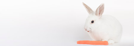 white rabbit on light background bannerの写真素材