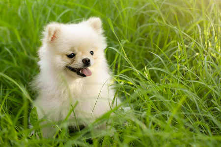 white spitz dog lies on green grassの写真素材