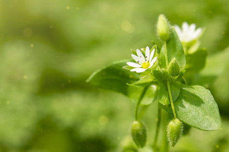 close up white flowerの写真素材