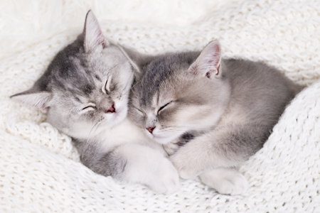 two cute gray kittens sleepingの写真素材