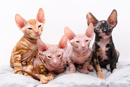 cute four sphynx kittens on a light backgroundの写真素材