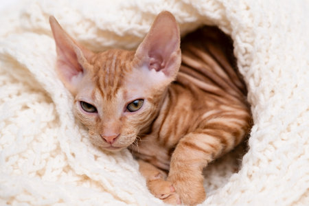 cute sphinx kitten on a light background Description (in English)の写真素材