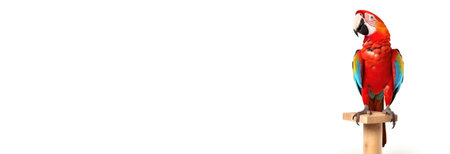 Cute parrot on a perch.の素材