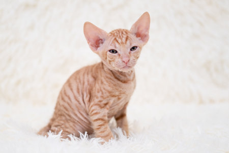 Cute kitten sphynx on light background.