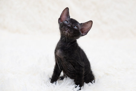 Cute kitten sphynx on light background.の写真素材