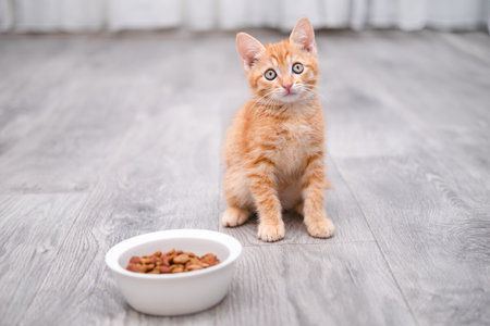 portrait of a cute little red kittenの写真素材