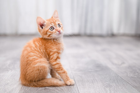 portrait of a cute little red kittenの写真素材
