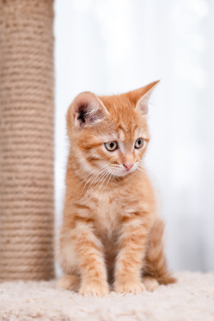 portrait of a cute little red kittenの写真素材