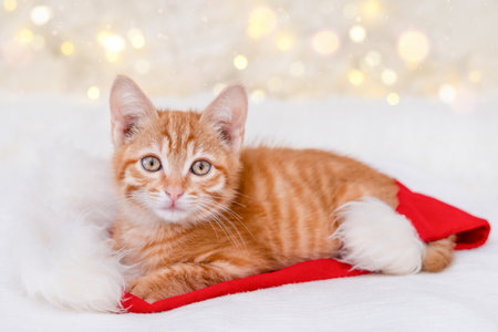 Cute Red Kitten on Christmas Background.の写真素材