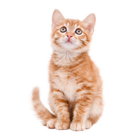 cute red kitten isolatedの写真素材