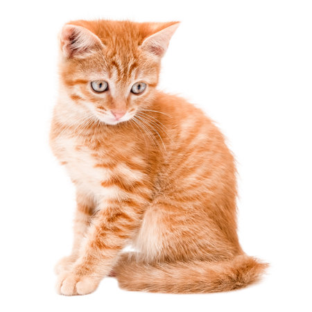 cute red kitten isolatedの写真素材