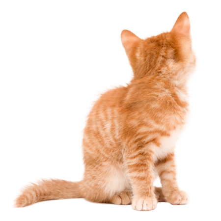 Cute Red Kitten Isolated On White Backgroundの写真素材