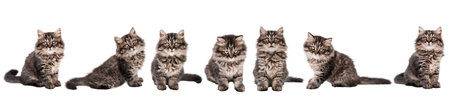 Cute little brown kitten banner.の写真素材