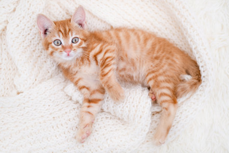 Cute red kitten sleeping on a light background.の写真素材