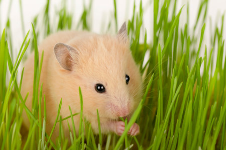 cute brown hamster sitting in the grass looking straight ahead.の写真素材