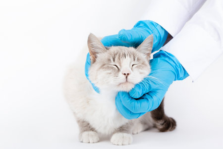 veterinarian examines a blond cat in blue gloves.の写真素材