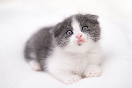 cute kitten with yellow eyes.の写真素材