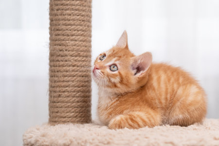 cute kitten with yellow eyes.の写真素材