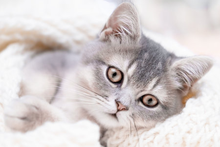 cute kitten with yellow eyes.の写真素材