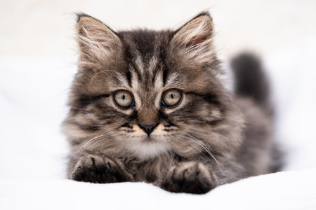 cute kitten with yellow eyes.の写真素材