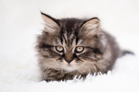cute kitten with yellow eyes.の写真素材