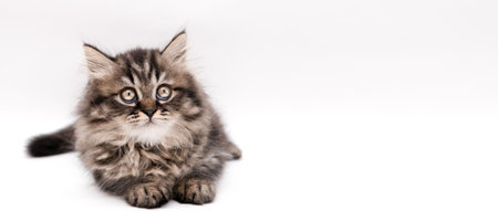 Cute Little Brown Kitten Banner.の写真素材