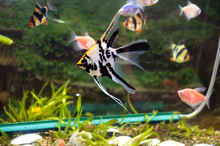 Decorative bright fish in an aquarium.の写真素材