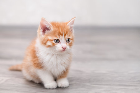 Cute red kitten on a light background.の写真素材