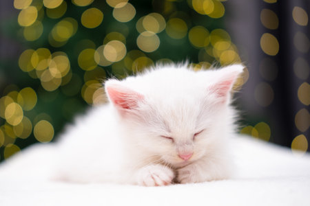 Cute white kitten on Christmas background with bokeh.の写真素材