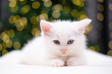 Cute white kitten on Christmas background with bokeh.の写真素材