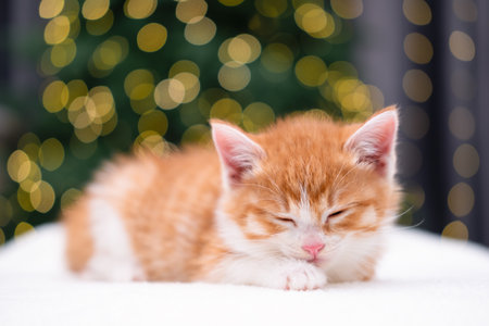 Cute red kitten on Christmas background with bokeh.の写真素材