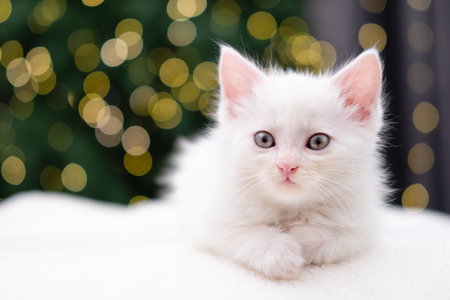 Cute white kitten on Christmas background with bokeh.の写真素材