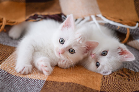 White cute kitten lies on a checkered blanket.の写真素材