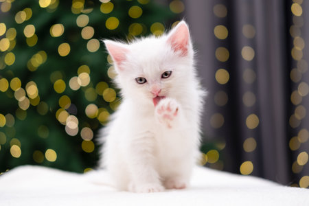 Cute white kitten on Christmas background with bokeh.の写真素材