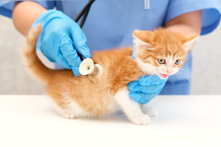 veterinarian listening with stethoscope.の写真素材