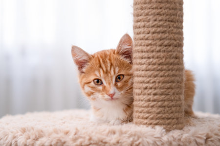 Cute red kitten on a light background.の写真素材