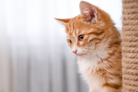 Cute red kitten on a light background.の写真素材