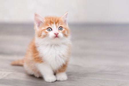 Cute red kitten on a light background.の写真素材