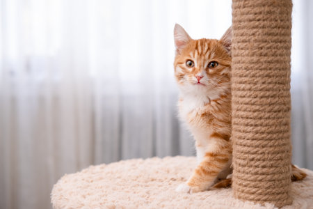Cute red kitten on a light background.の写真素材