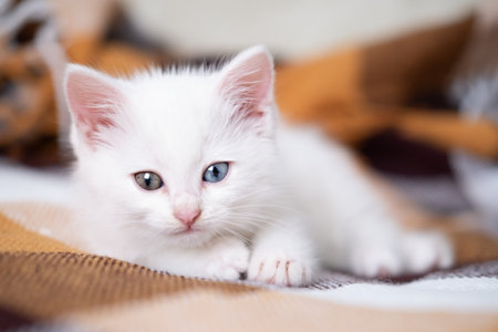 White cute kitten lies on a checkered blanket.の写真素材